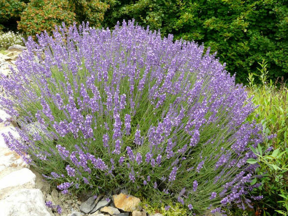  Lawenda 'Lavandula' Silver Mist - zdjęcie główne