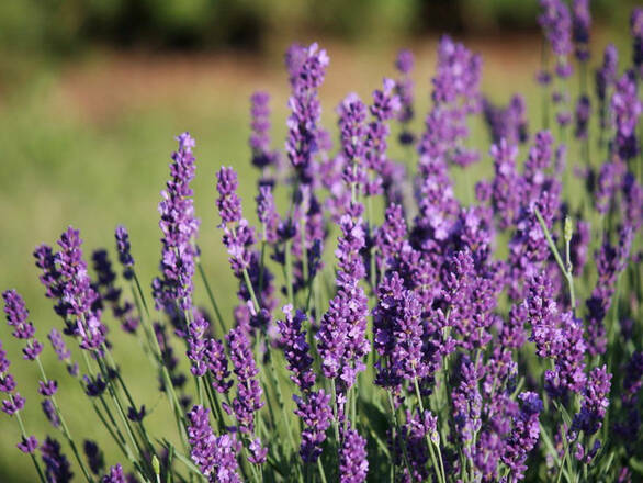 Lawenda 'Lavandula' Elegance Purple - zdjęcie główne