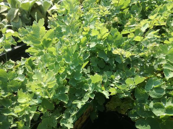   Rutewka Żółta - zdjęcie główne