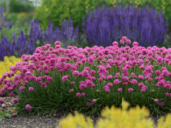 Zawciąg 'Armeria maritima' - zdjęcie główne