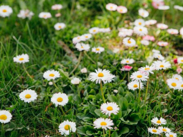 Stokrotka 'Bellis perennis' Ogrodowa - zdjęcie główne