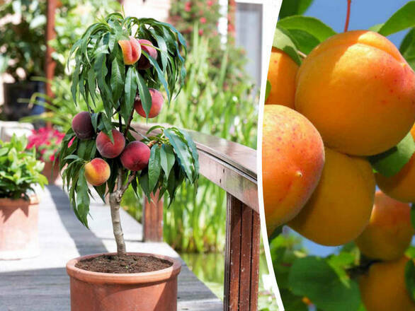 Brzoskwinia 'Prunus persica' Mini 'Harco' - zdjęcie główne