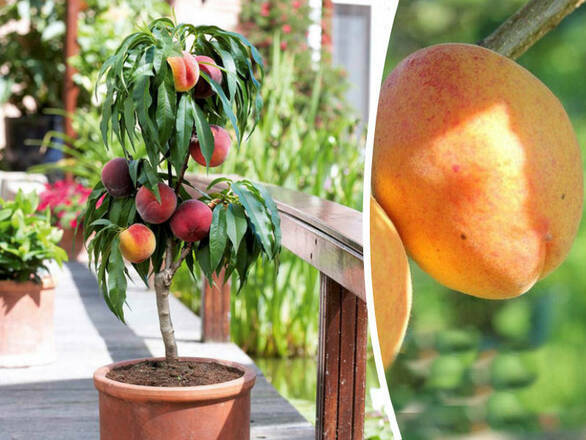 Brzoskwinia 'Prunus persica' Mini 'Reliance' - zdjęcie główne