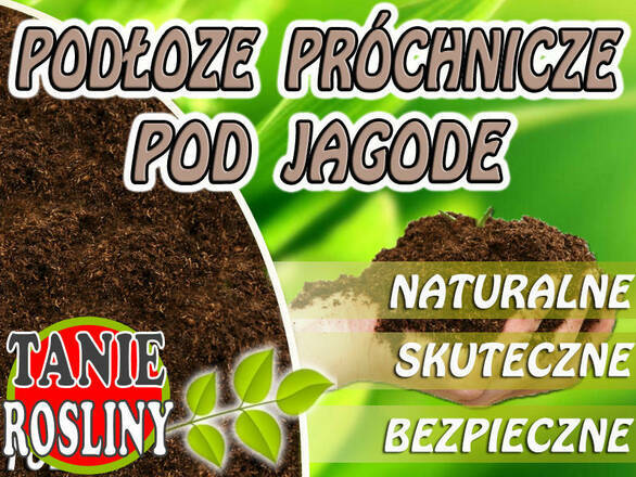  Podłoże Pod Jagodę  5L - zdjęcie główne