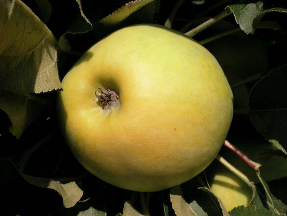  Jabłoń karłowa 'Malus domestica' Kronselka - zdjęcie główne