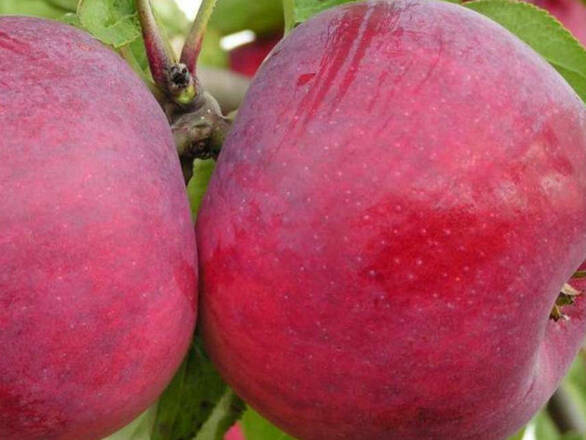 Jabłoń karłowa 'Malus domestica' Lobo - zdjęcie główne