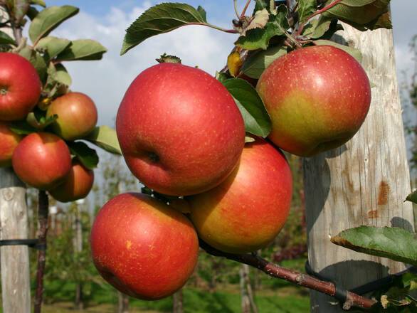Jabłoń karłowa 'Malus domestica' Genewa - zdjęcie główne