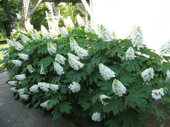  Hortensja Dębolistna 'Hydrangea quercifolia Snow Queen biała - zdjęcie główne