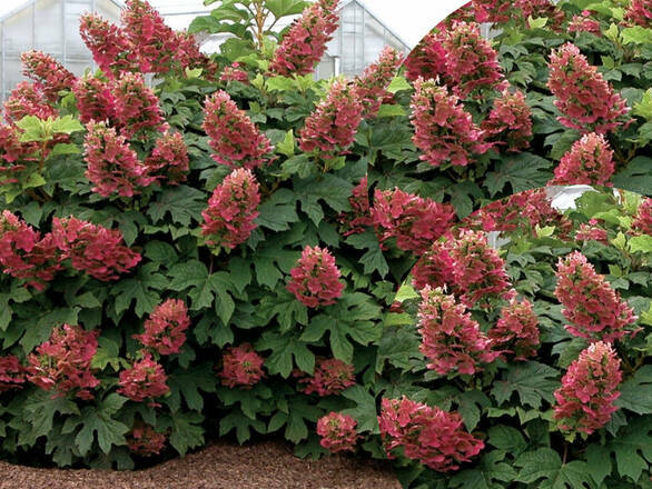 Hortensja Dębolistna 'Hydrangea quercifolia Burgundy czerwona - zdjęcie główne