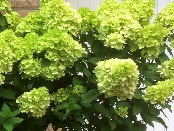Hortensja Bukietowa 'Hydrangea panikulata' Mojito - zdjęcie główne