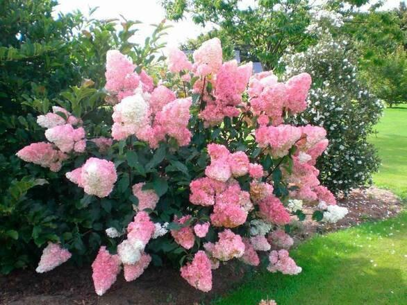 Hortensja Bukietowa 'Hydrangea panikulata' Vanilia Fraise Melba - zdjęcie główne