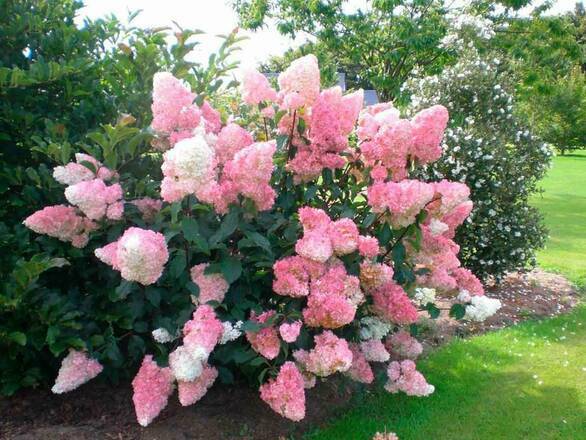  Hortensja Bukietowa 'Hydrangea panikulata' Vanilia Fraise Melba - zdjęcie główne