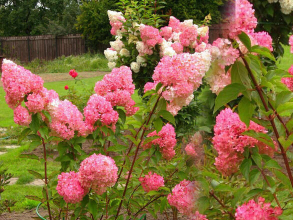 Hortensja Bukietowa 'Hydrangea panikulata' Vanilia Fraise Renhly - zdjęcie główne