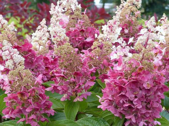 Hortensja Bukietowa 'Hydrangea panikulata' Rubby - zdjęcie główne