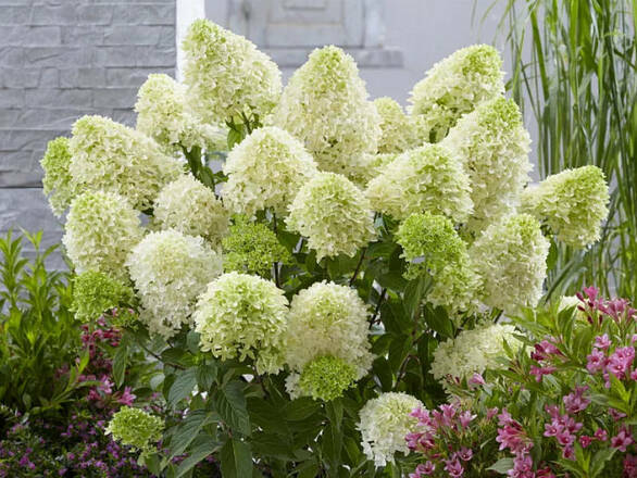  Hortensja Bukietowa 'Hydrangea panikulata' Pastel green - zdjęcie główne