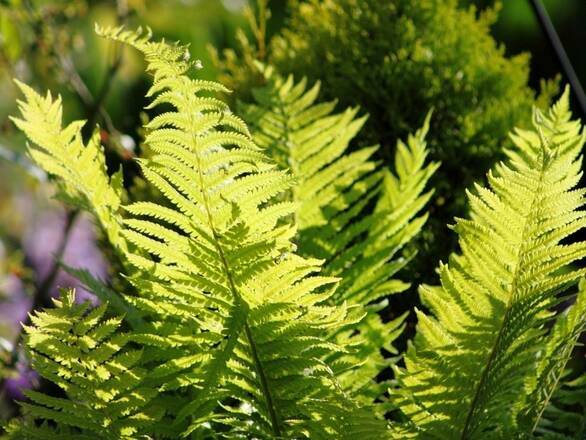   Paproć 'Polystichum'  Paprotnik - zdjęcie główne