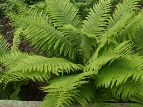   Paproć 'Polypodium vulgare '  Paproć Zwyczajna - zdjęcie główne