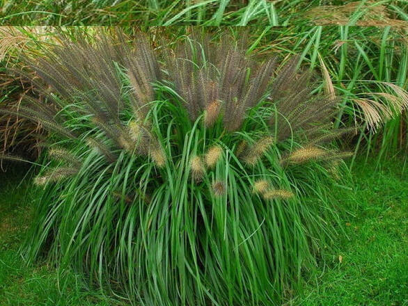  Rozplenica 'Pennisetum Alopecuroides' Moundry - zdjęcie główne