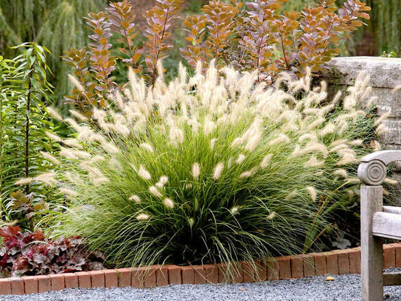 Rozplenica 'Pennisetum Alopecuroides' Cassian - zdjęcie główne