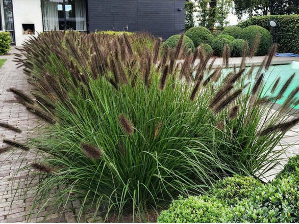  Rozplenica piórkowa 'Pennisetum Alopecuroides' Red Head - zdjęcie główne