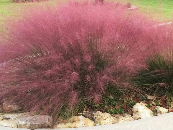  Trawa 'Muhlenbergia Capillaris ' Muchlenbergia - zdjęcie główne