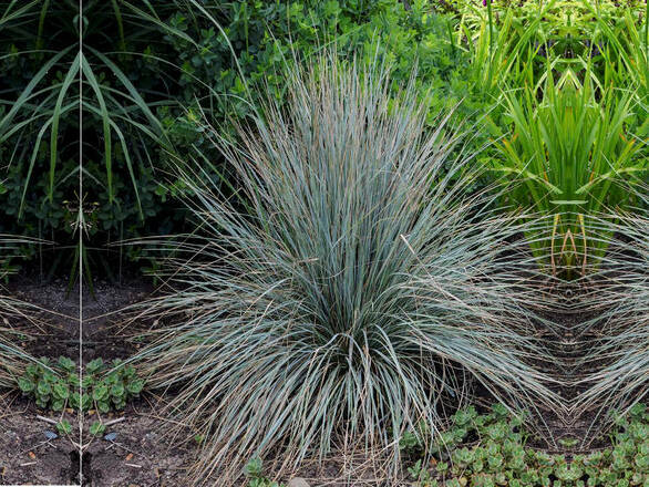  Trawa 'Helictotrichon sempervirens' Owies wiecznie zielony - zdjęcie główne