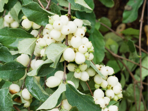  Śnieguliczka 'Symphoricarpos ×doorenbosii' White Hedge - zdjęcie główne