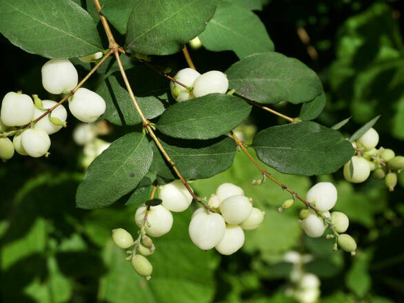  Śnieguliczka 'Symphoricarpos ×doorenbosii' Hancock - zdjęcie główne