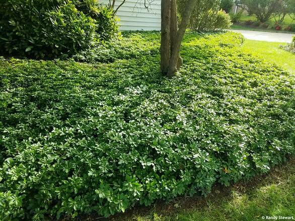   Runianka japońska 'Pachysandra terminalis' Green Carpet - zdjęcie główne