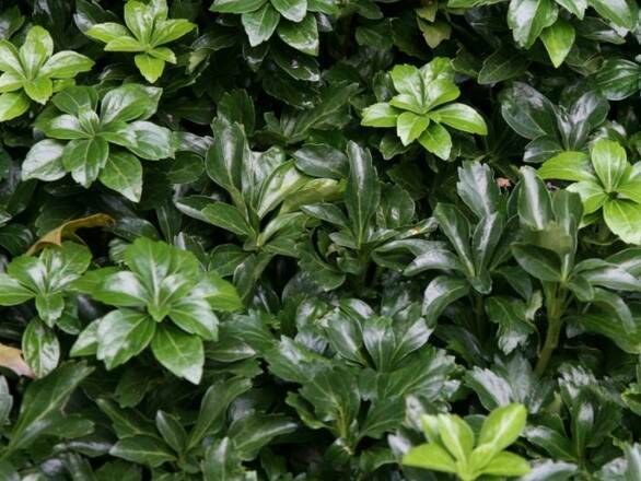   Runianka japońska 'Pachysandra terminalis' Green Sheen - zdjęcie główne