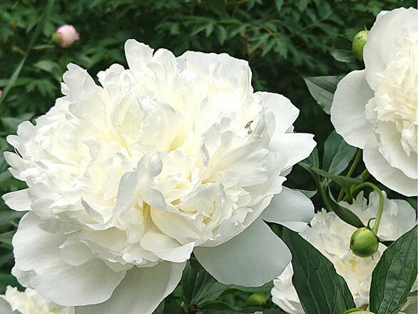  Piwonia Drzewiasta 'Paeonia suffruticosa' Biała - zdjęcie główne