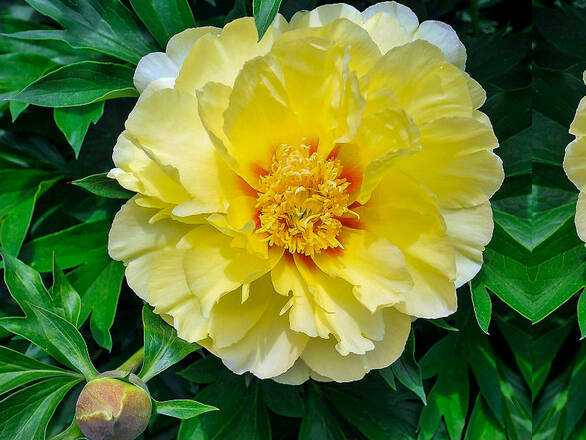  Piwonia Drzewiasta 'Paeonia suffruticosa' Żółta - zdjęcie główne