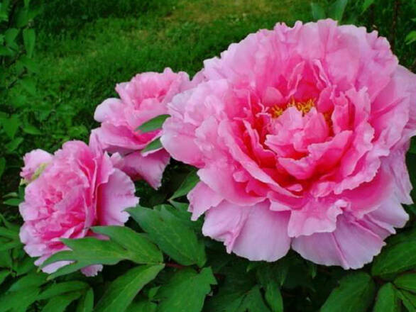  Piwonia Drzewiasta 'Paeonia suffruticosa' Różowa - zdjęcie główne