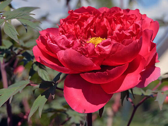 Piwonia Drzewiasta 'Paeonia suffruticosa' Czerwona - zdjęcie główne