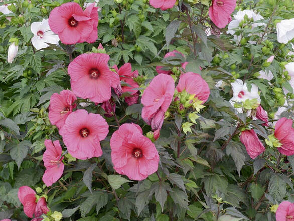  Hibiskus Bagienny 'Hibiscus moscheutos' Royal Gems - zdjęcie główne