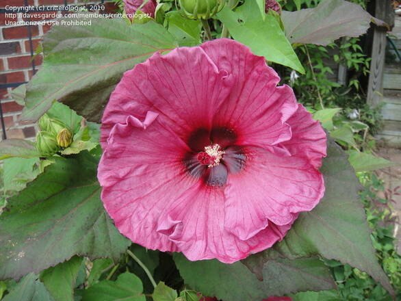  Hibiskus Bagienny 'Hibiscus moscheutos' Plum Crazy - zdjęcie główne