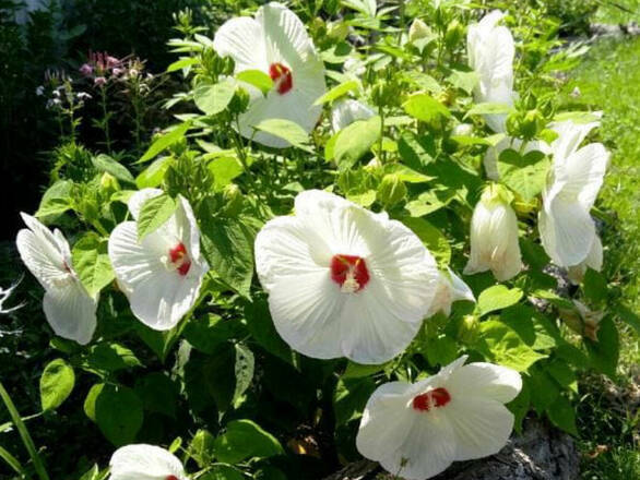  Hibiskus Bagienny 'Hibiscus moscheutos' Kremowy Old yella R - zdjęcie główne