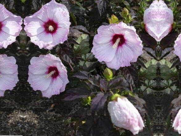  Hibiskus Bagienny 'Hibiscus moscheutos' Kremowy Blush - zdjęcie główne