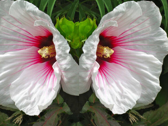 Hibiskus Bagienny 'Hibiscus moscheutos' Small Wonders' - zdjęcie główne
