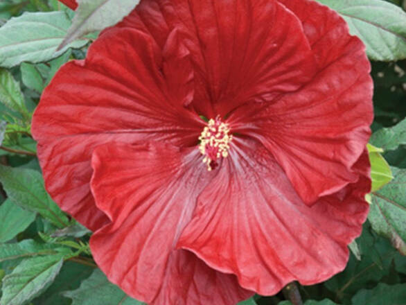 Hibiskus Bagienny 'Hibiscus moscheutos' Cranberry Crush - zdjęcie główne