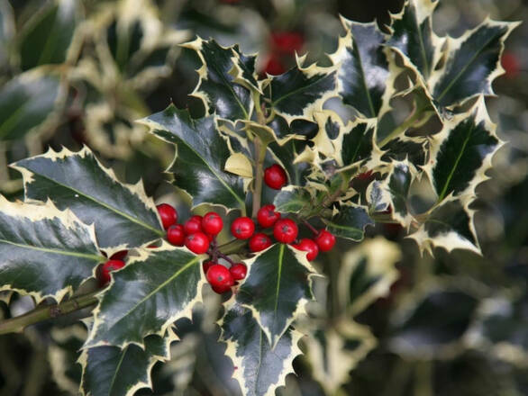  Ostrokrzew 'Ilex' Dwukolorowy - zdjęcie główne