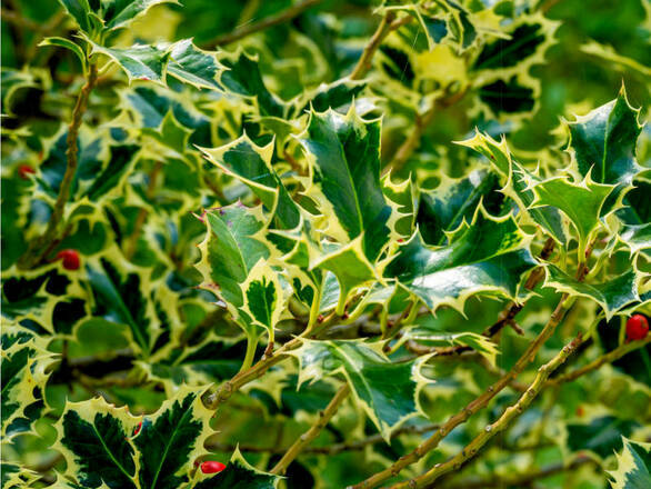 Ostrokrzew 'Ilex' Dwukolorowy - zdjęcie główne