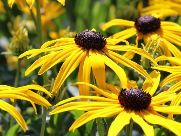  Rudbekia 'Rudbeckia'Goldsturm - zdjęcie główne