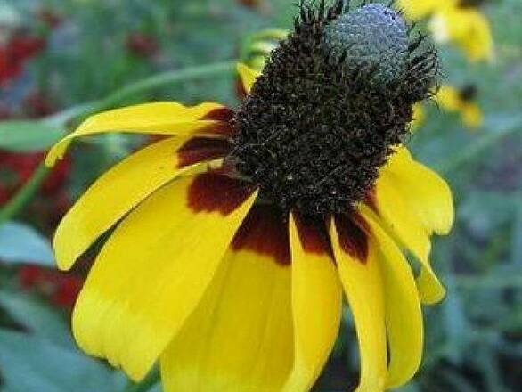  Rudbekia 'Rudbeckia' Maxima - zdjęcie główne