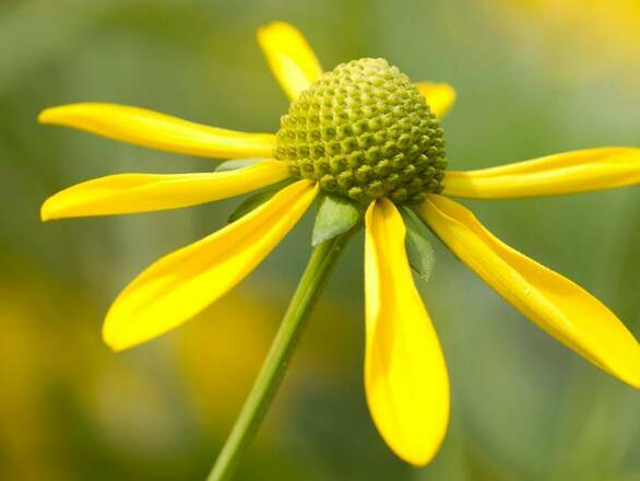  Rudbekia 'Rudbeckia' Nitida - zdjęcie główne