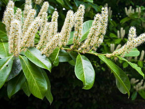  Laurowiśnia wschodnia 'Prunus laurocerasus' Van Nes - zdjęcie główne