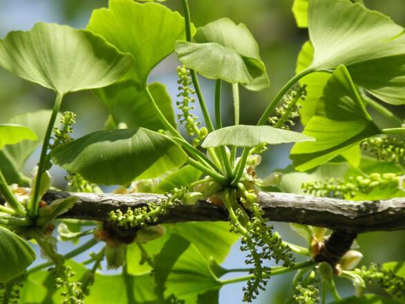  Miłorząb 'Ginkgo biloba' - zdjęcie główne