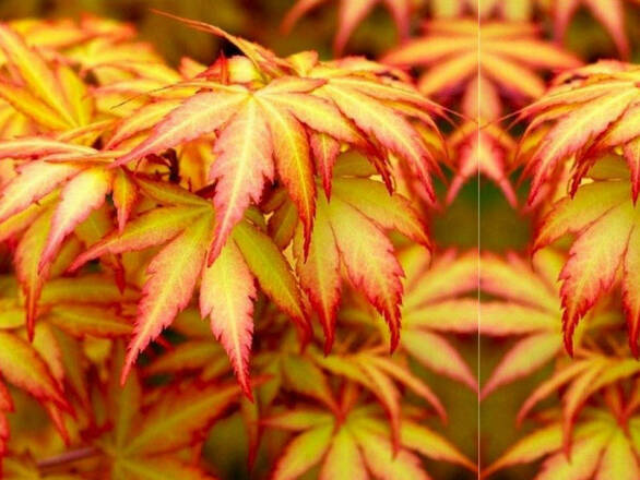  Klon Palmowy 'acer palmatum' Żółty - zdjęcie główne