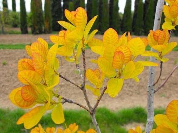 Perukowiec Żółty 'Cotinus' Golden Lady - zdjęcie główne