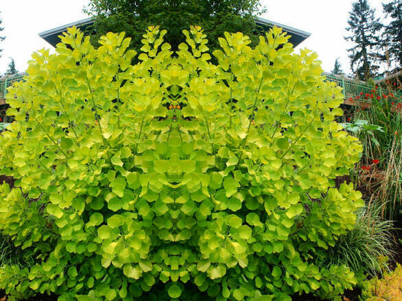  Perukowiec  Żółty 'Cotinus' Golden Spirit - zdjęcie główne